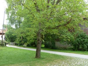 Landleben pur mit viel Grün, Bergblick, ruhige Lage - denoch kurze Wege ins Zentrum von Bad Aibling